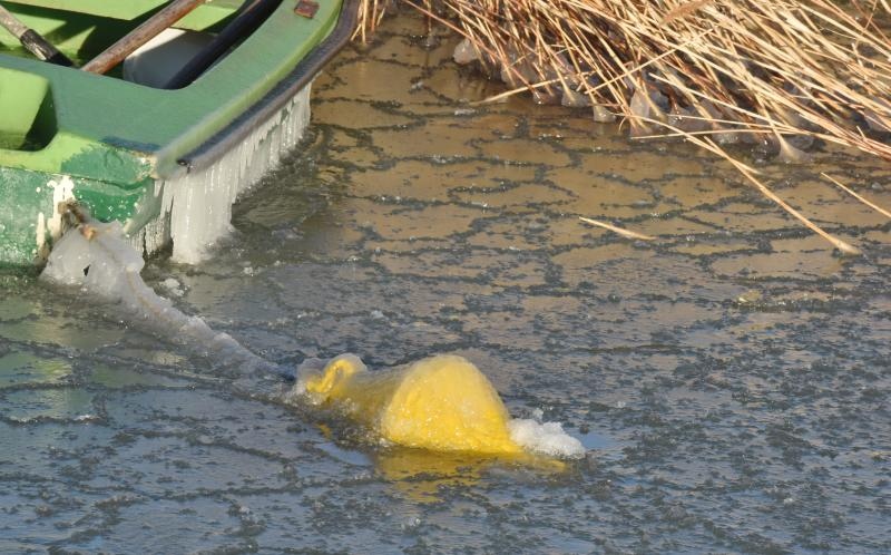 Zaledilo Vransko jezero u lučici na Prosici
