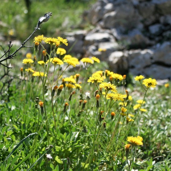 4. planinarski pohod “Hajdemo do Vrane” u organizaciji PD Belveder