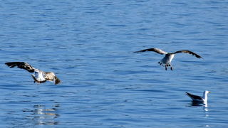 Prekrasno poslijepodne na Puntamici, foto. Leonard Kvarantan