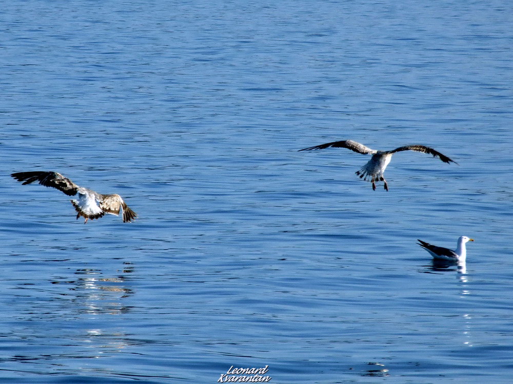 Prekrasno poslijepodne na Puntamici, foto. Leonard Kvarantan