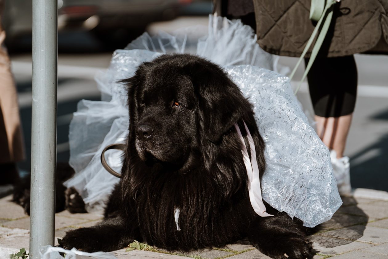 016 Karnevalska povorka Zadar 15.2.2026, Foto Matija Lipar