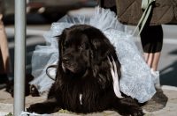 016 Karnevalska povorka Zadar 15.2.2026, Foto Matija Lipar