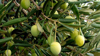 Image 1191187 (auto)