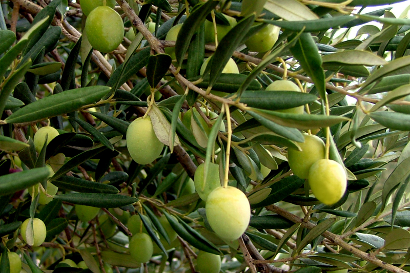 Image 1191187 (auto)