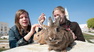 Zadar, 020412
Ove tri djevojcice setaju se gradom vodeci na uzicama svoje nesvakidasnje kucne ljubimce – zecice Bubicu,Vini i Pjegicu.
Na fotografiji: djevojcice sa zecevima na Forumu.
Foto: Luka Gerlanc / CROPIX