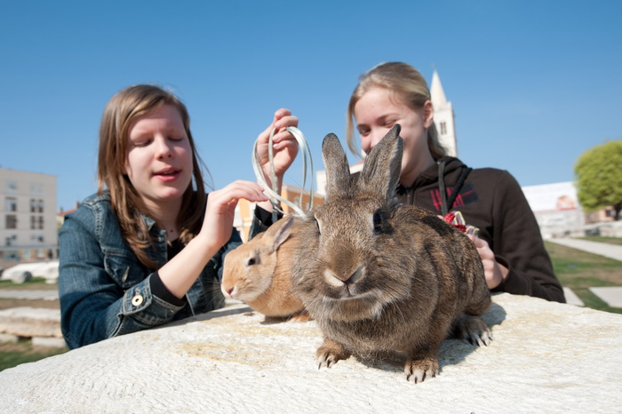 Zadar, 020412
Ove tri djevojcice setaju se gradom vodeci na uzicama svoje nesvakidasnje kucne ljubimce – zecice Bubicu,Vini i Pjegicu.
Na fotografiji: djevojcice sa zecevima na Forumu.
Foto: Luka Gerlanc / CROPIX