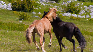 Divlji konji Velebita, foto: Leo Banic