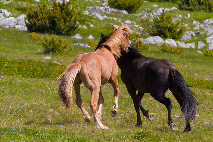 Divlji konji Velebita, foto: Leo Banic