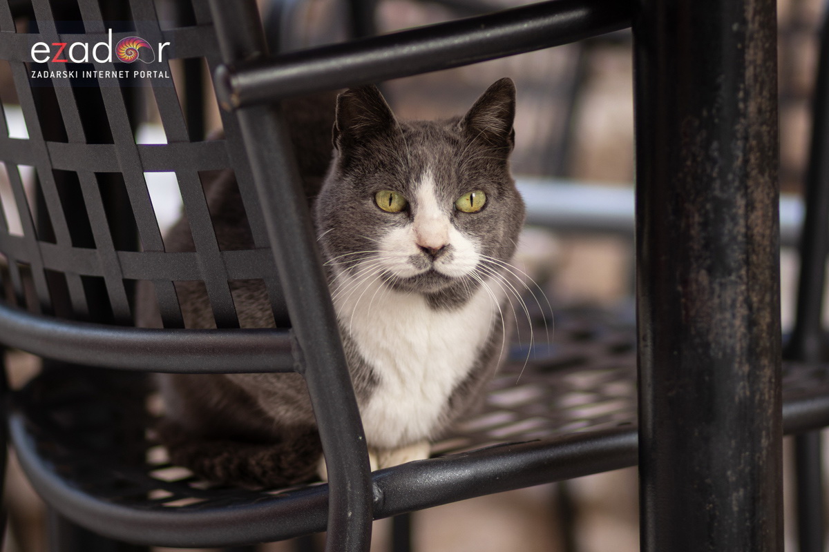 Đir po gradu, subotnja špica 19. siječnja 2019. Đir po gradu, subotnja špica 19. siječnja 2019.