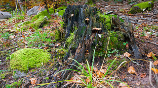 Lička jesen u znaku gljiva, Foto: Leo Banić