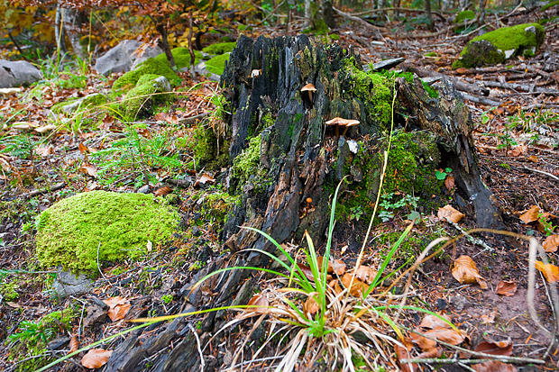 Lička jesen u znaku gljiva, Foto: Leo Banić