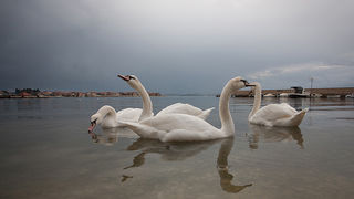 Labudovi u Bibinjama 10. siječnja 2013, Foto: Leo Banić