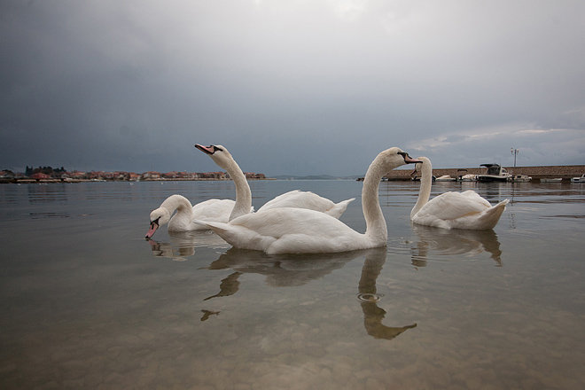 Labudovi u Bibinjama 10. siječnja 2013, Foto: Leo Banić
