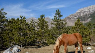 Veliko Rujno: Drago Krapić vlasnik je pedesetak konja koji obitavaju na velebitskim pašnjacima