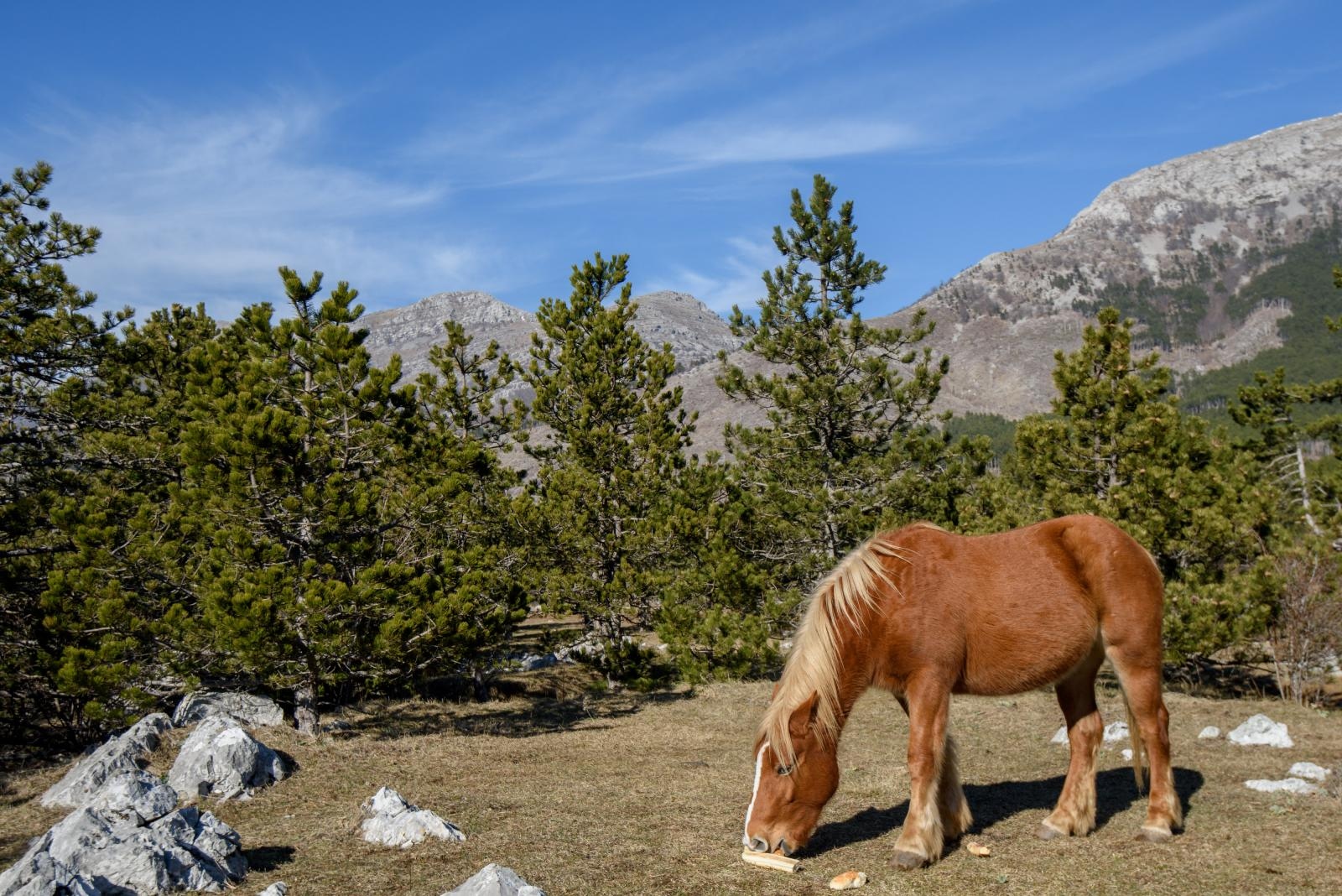 Veliko Rujno: Drago Krapić vlasnik je pedesetak konja koji obitavaju na velebitskim pašnjacima