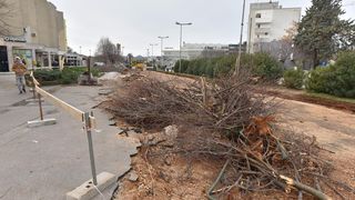 Na Bulevaru posječena stabla lipe stara 40 godina