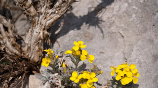 Šetnjica poučnom stazom sv. Leopolda Mandića, Mosor, foto: Darko Belančić