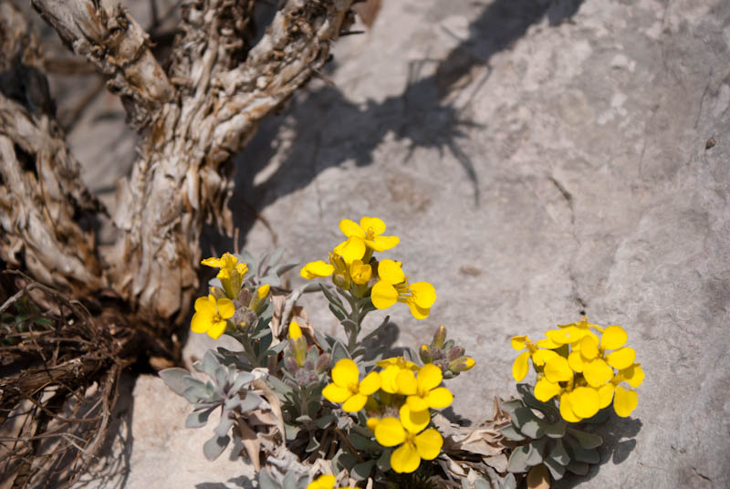 Šetnjica poučnom stazom sv. Leopolda Mandića, Mosor, foto: Darko Belančić