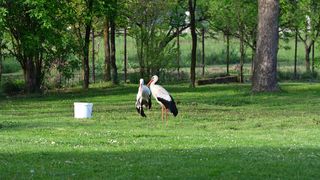 Klepetan se ipak vratio Malenoj Klepetan se ipak vratio Malenoj