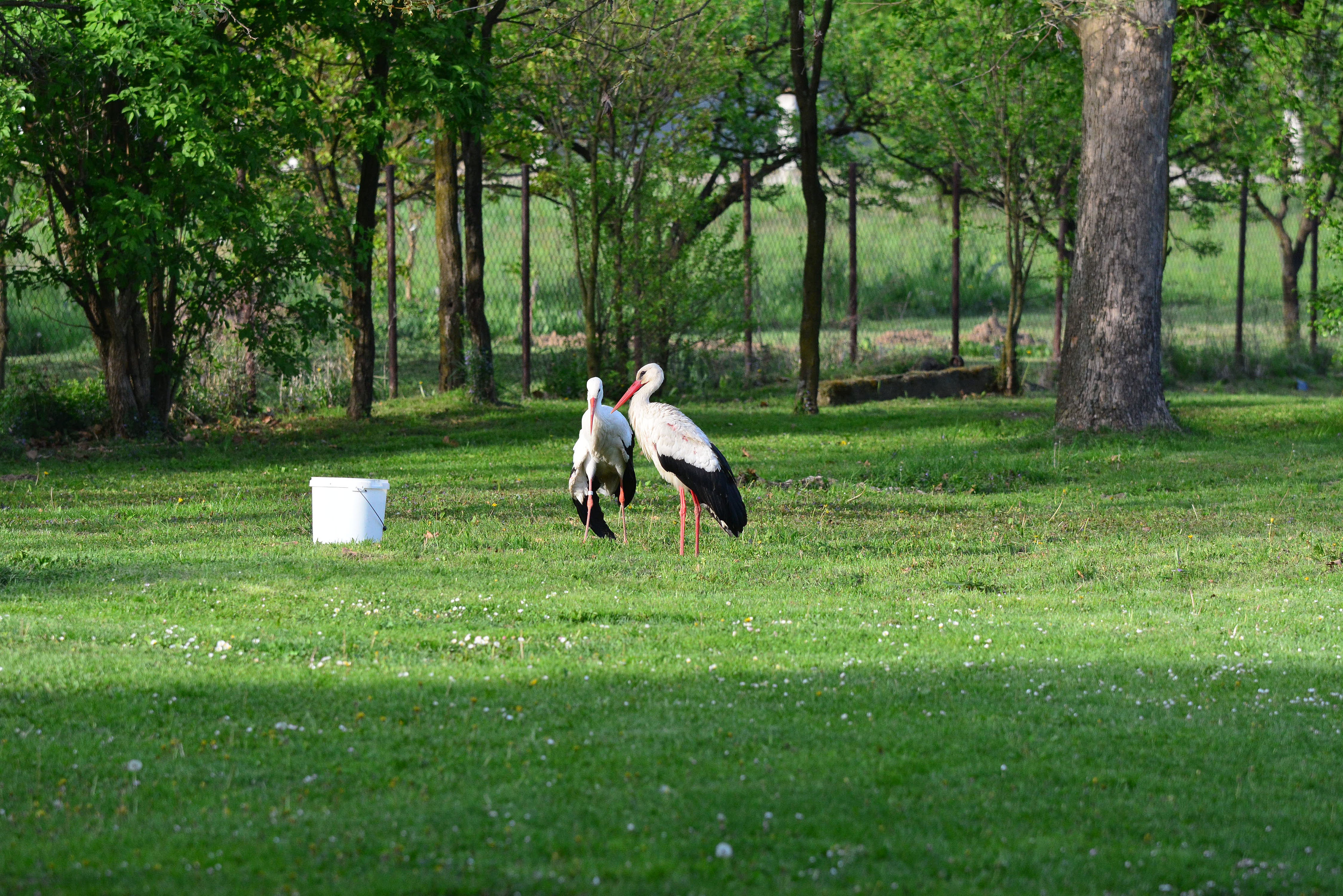 Klepetan se ipak vratio Malenoj Klepetan se ipak vratio Malenoj