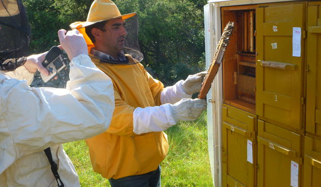 OPG Mladen Jezidžić – pčelarstvo