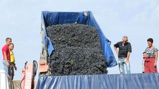 Drniš: Berba grožđa sa više od milijun čokota vinove loze, Photo: Duško Jaramaz/PIXSELL