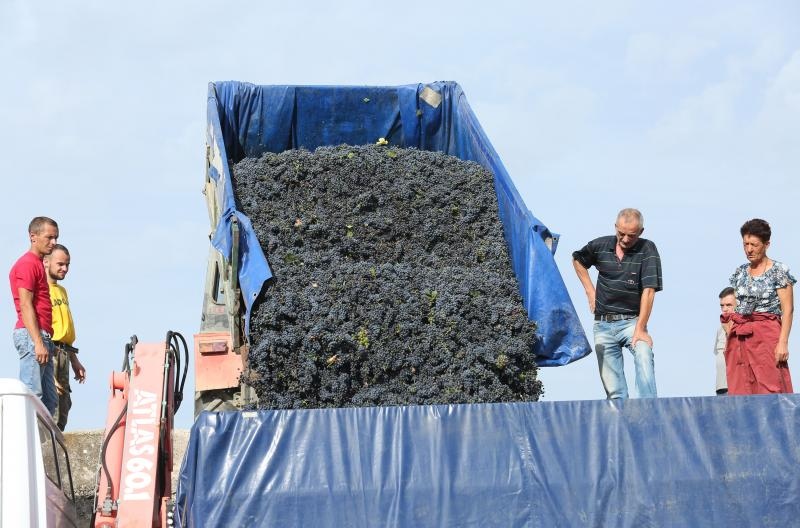Drniš: Berba grožđa sa više od milijun čokota vinove loze, Photo: Duško Jaramaz/PIXSELL