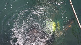 Ronilacki klub Sv. Roko – čišćenje, uvala Jazine, foto: Leo Banić