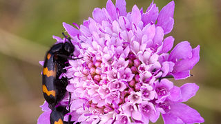 Cvijeće, bube, pauk, foto: Leo Banić