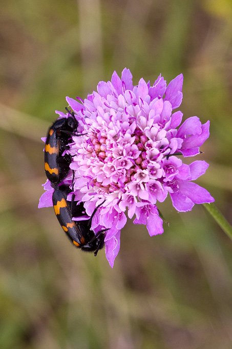 Cvijeće, bube, pauk, foto: Leo Banić