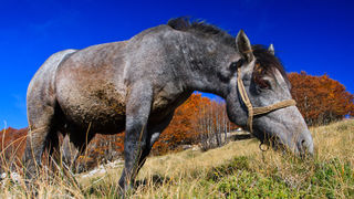 Đir do Zavižana, sjeverni Velebit, foto: Leo Banić