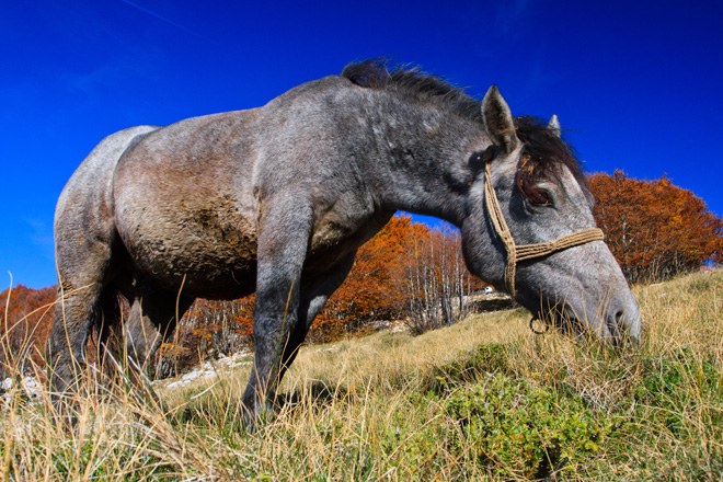 Đir do Zavižana, sjeverni Velebit, foto: Leo Banić