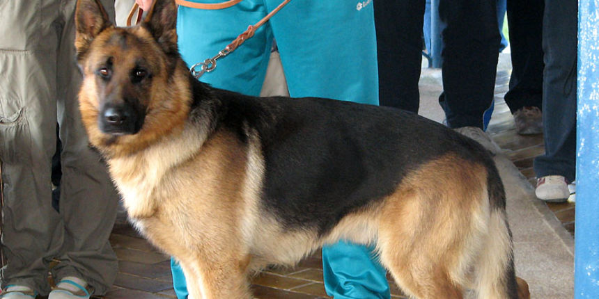 Njemački ovčar Njemački ovčar