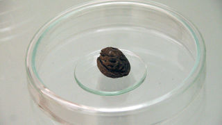 Izložba ‘Hrvatski Apoksiomen’ (foto: A. Gospić)