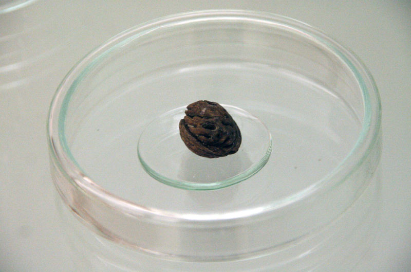 Izložba ‘Hrvatski Apoksiomen’ (foto: A. Gospić)