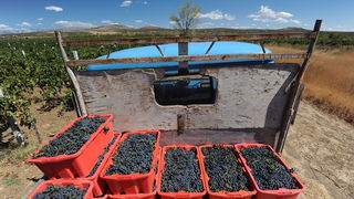 Nadin, Zadar, 270812
Berba grozdja na zadarskom podrucju pocela je – u kolovozu. Bere se merlot, ali i druge ranije sorte, a time je poceo o raniji angazman beraca, te otkup grozdja.
Na fotografiji: berba grozdja u Nadinu; vinogradi “Vina Vrsaljko”.
Foto: Nadin, Zadar, 270812
Berba grozdja na zadarskom podrucju pocela je – u kolovozu. Bere se merlot, ali i druge ranije sorte, a time je poceo o raniji angazman beraca, te otkup grozdja.
Na fotografiji: berba grozdja u Nadinu; vinogradi “Vina Vrsaljko”.
Foto: