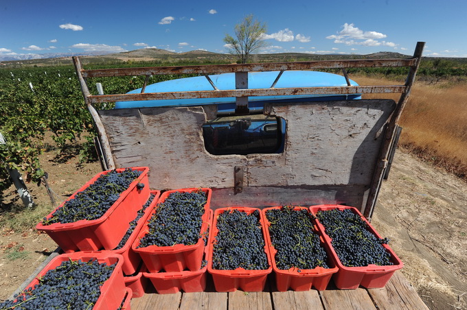 Nadin, Zadar, 270812
Berba grozdja na zadarskom podrucju pocela je – u kolovozu. Bere se merlot, ali i druge ranije sorte, a time je poceo o raniji angazman beraca, te otkup grozdja.
Na fotografiji: berba grozdja u Nadinu; vinogradi “Vina Vrsaljko”.
Foto: Nadin, Zadar, 270812
Berba grozdja na zadarskom podrucju pocela je – u kolovozu. Bere se merlot, ali i druge ranije sorte, a time je poceo o raniji angazman beraca, te otkup grozdja.
Na fotografiji: berba grozdja u Nadinu; vinogradi “Vina Vrsaljko”.
Foto: