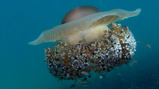Pula, 020910.
U uvali Zelenika snimljena je meduza koja ima promjer klobuka oko 35 cm. Vjerojatno se radi o mediteranskoj meduzi (Cotylorhiza tuberculata) koja je uobicajena na Mediteranu i Jadranskome moru i nije opasna. Zanimljivo je da je ova vrsta svo