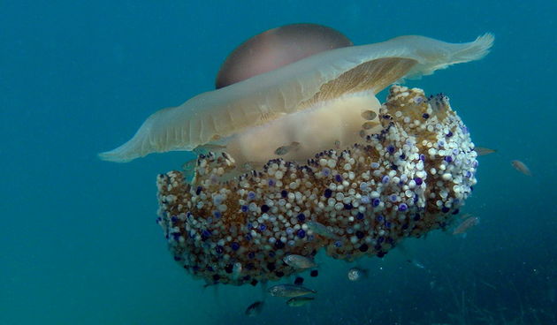 Pula, 020910.
U uvali Zelenika snimljena je meduza koja ima promjer klobuka oko 35 cm. Vjerojatno se radi o mediteranskoj meduzi (Cotylorhiza tuberculata) koja je uobicajena na Mediteranu i Jadranskome moru i nije opasna. Zanimljivo je da je ova vrsta svo
