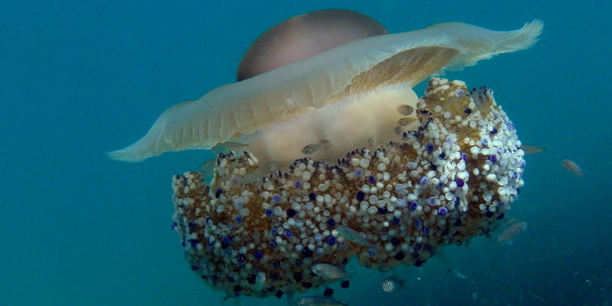 Pula, 020910.
U uvali Zelenika snimljena je meduza koja ima promjer klobuka oko 35 cm. Vjerojatno se radi o mediteranskoj meduzi (Cotylorhiza tuberculata) koja je uobicajena na Mediteranu i Jadranskome moru i nije opasna. Zanimljivo je da je ova vrsta svo Pula, 020910.
U uvali Zelenika snimljena je meduza koja ima promjer klobuka oko 35 cm. Vjerojatno se radi o mediteranskoj meduzi (Cotylorhiza tuberculata) koja je uobicajena na Mediteranu i Jadranskome moru i nije opasna. Zanimljivo je da je ova vrsta svo