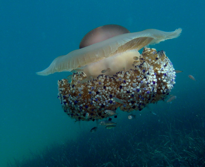 Pula, 020910.
U uvali Zelenika snimljena je meduza koja ima promjer klobuka oko 35 cm. Vjerojatno se radi o mediteranskoj meduzi (Cotylorhiza tuberculata) koja je uobicajena na Mediteranu i Jadranskome moru i nije opasna. Zanimljivo je da je ova vrsta svo