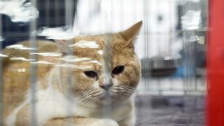 Međunarodna izložba mačaka