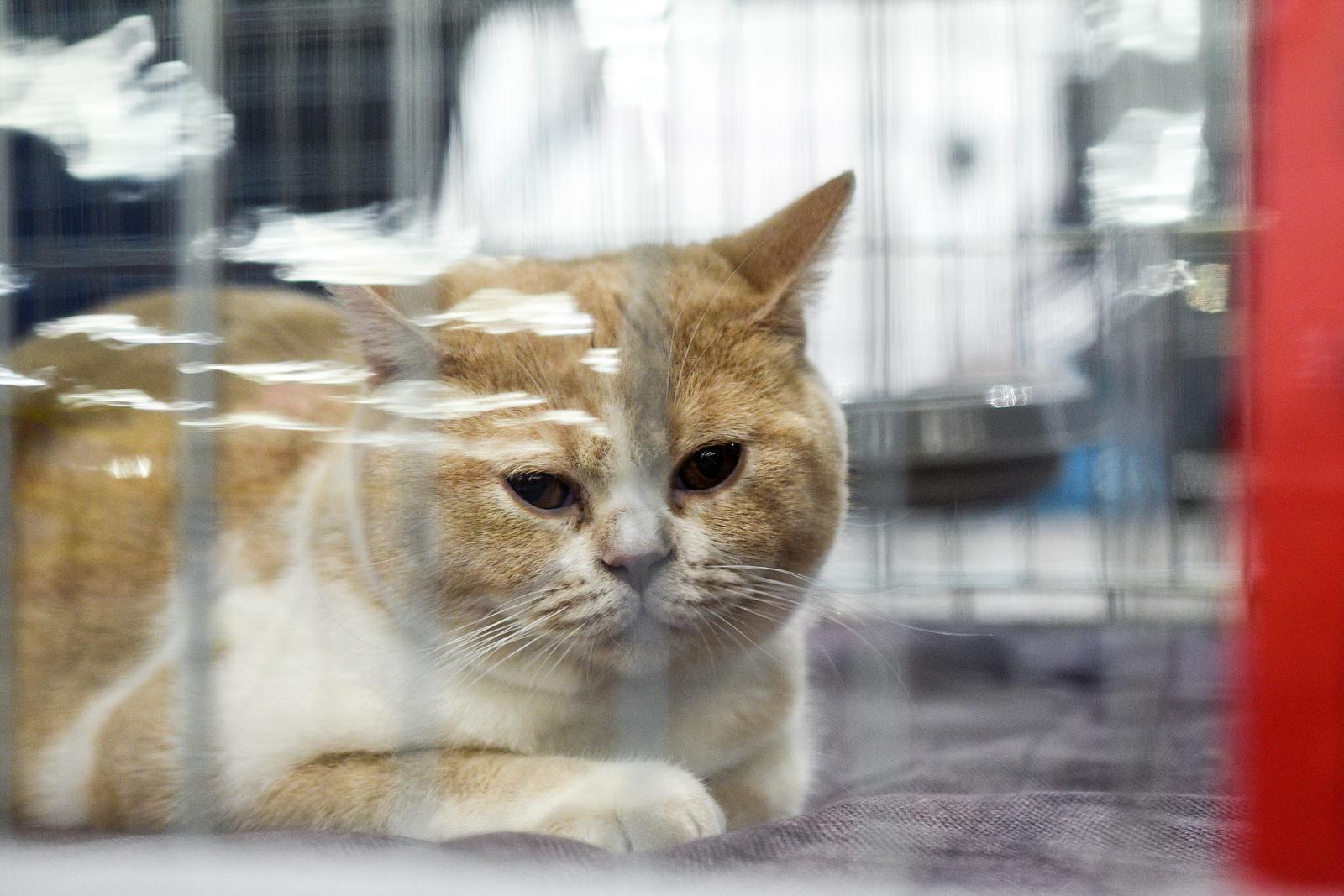 Međunarodna izložba mačaka