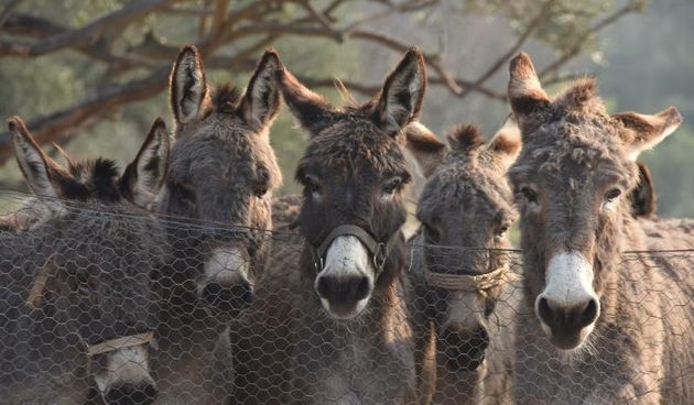 Zbog posebnih nutritivnih vrijednosti FAO promovira magareće mlijeko