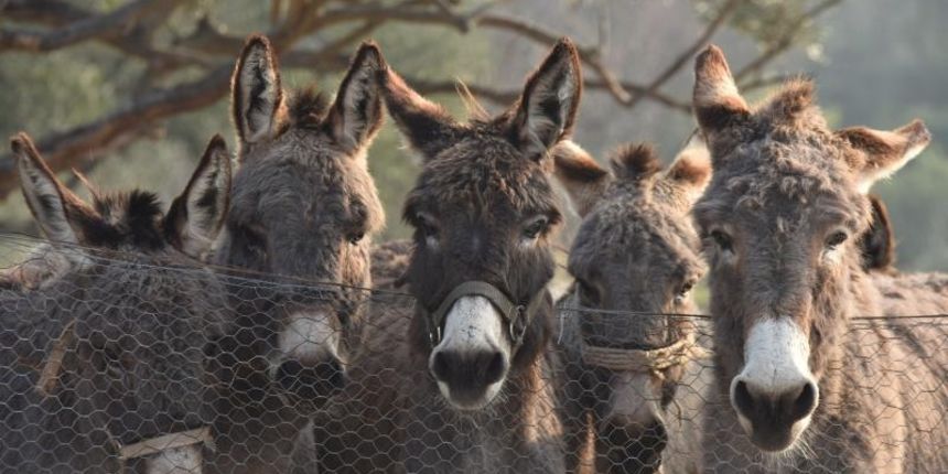 Zbog posebnih nutritivnih vrijednosti FAO promovira magareće mlijeko