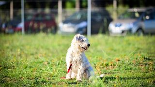 Kinološka udruga Malinois