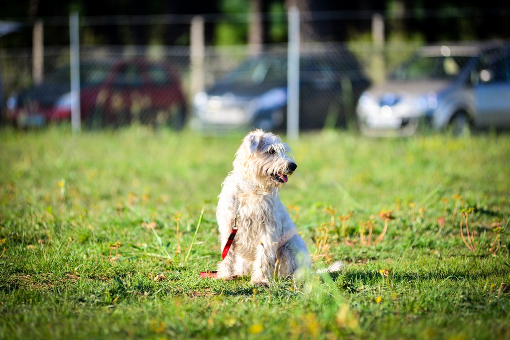Kinološka udruga Malinois