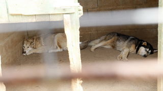 Zadar, 270510.
Prijatelji zivotinja se pobunili protiv improviziranog ZOO-a u Obrovcu. Vlasnik restorana Anita Milan Anic uz janjetinu s raznja u svojoj ponudi drzi i egzoticne zivotinje, majmune, klokane, nojeve, rode, rakune.
Foto: Jure Miskovic / CROPI Zadar, 270510.
Prijatelji zivotinja se pobunili protiv improviziranog ZOO-a u Obrovcu. Vlasnik restorana Anita Milan Anic uz janjetinu s raznja u svojoj ponudi drzi i egzoticne zivotinje, majmune, klokane, nojeve, rode, rakune.
Foto: Jure Miskovic / CROPI