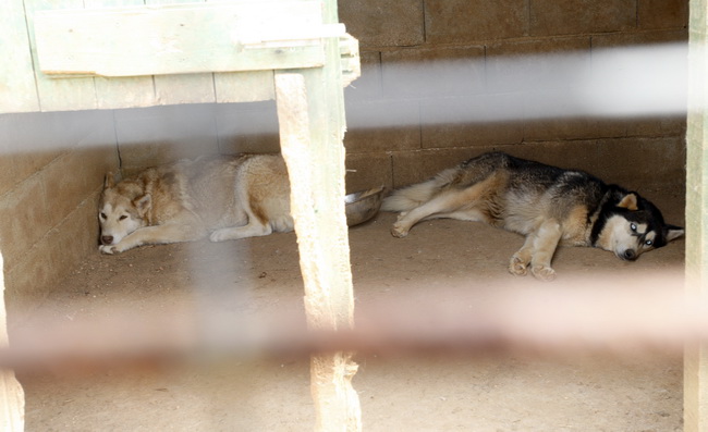 Zadar, 270510.
Prijatelji zivotinja se pobunili protiv improviziranog ZOO-a u Obrovcu. Vlasnik restorana Anita Milan Anic uz janjetinu s raznja u svojoj ponudi drzi i egzoticne zivotinje, majmune, klokane, nojeve, rode, rakune.
Foto: Jure Miskovic / CROPI Zadar, 270510.
Prijatelji zivotinja se pobunili protiv improviziranog ZOO-a u Obrovcu. Vlasnik restorana Anita Milan Anic uz janjetinu s raznja u svojoj ponudi drzi i egzoticne zivotinje, majmune, klokane, nojeve, rode, rakune.
Foto: Jure Miskovic / CROPI