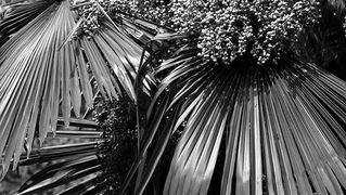 Image 1192079 (auto)